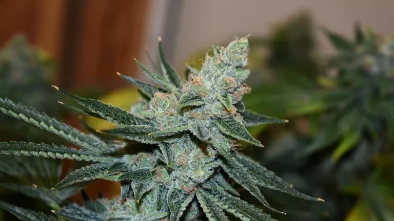 CANNABIS FOR PAIN RELIEF_YOUR GUIDE_GORILLA GLUE.png