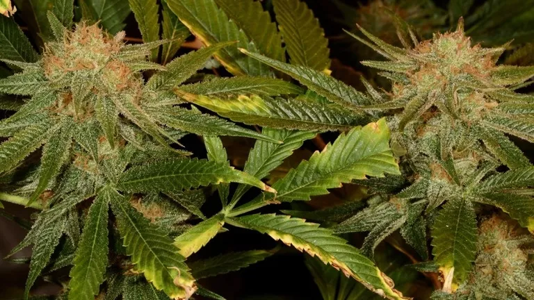 CANNABIS FOR PAIN RELIEF_YOUR GUIDE_HARLEQUIN.png