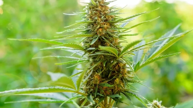 CANNABIS FOR PAIN RELIEF_YOUR GUIDE_24K GOLD.png