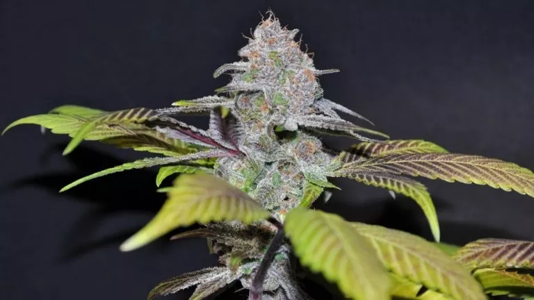 CANNABIS FOR PAIN RELIEF_YOUR GUIDE_DJ SHORT BLUEBERRY.png