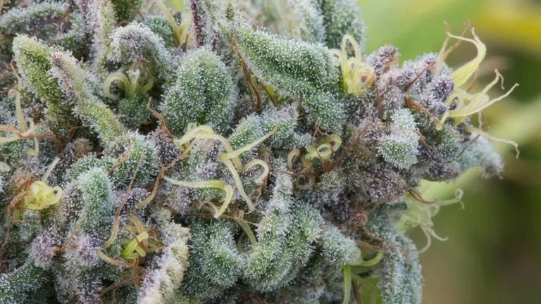 CANNABIS FOR PAIN RELIEF_YOUR GUIDE_SUNSET SHERBET.png