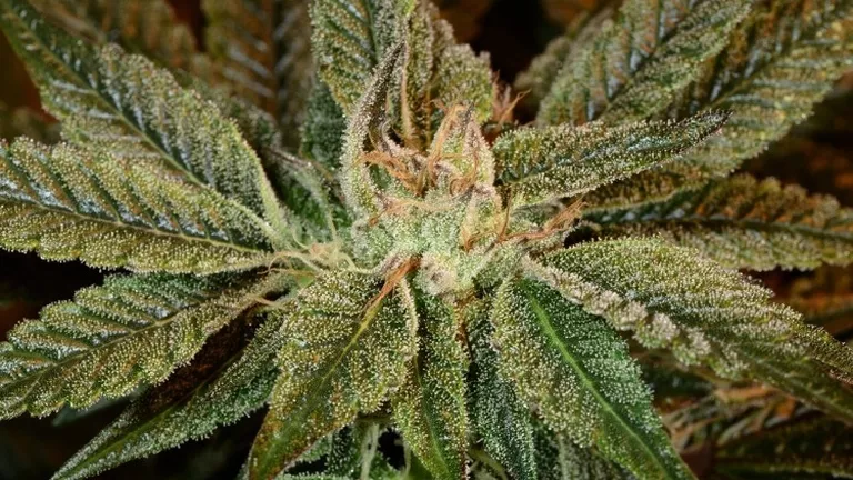 CANNABIS FOR PAIN RELIEF_YOUR GUIDE_BUBBA FIRE.png