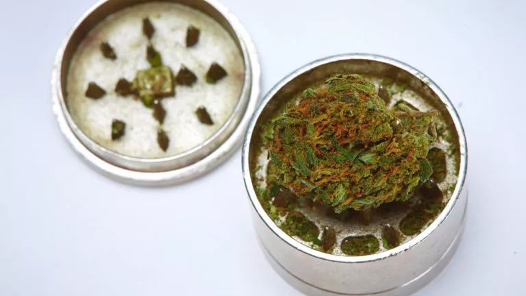 CODERS WANT TO KNOW_WHAT ARE THE BEST STRAINS FOR PRODUCTIVITY_DURBAN POISON.png