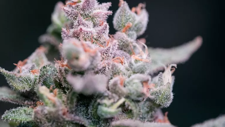Seriously Strong_The Best THC-Rich Cannabis Strains_A crystal covered flower indicates a rich cannabinoid profile.png
